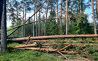 Leśnicy apelują o ostrożność w lesie. Po burzy można napotkać wiatrołomy